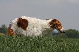BARZOI 076